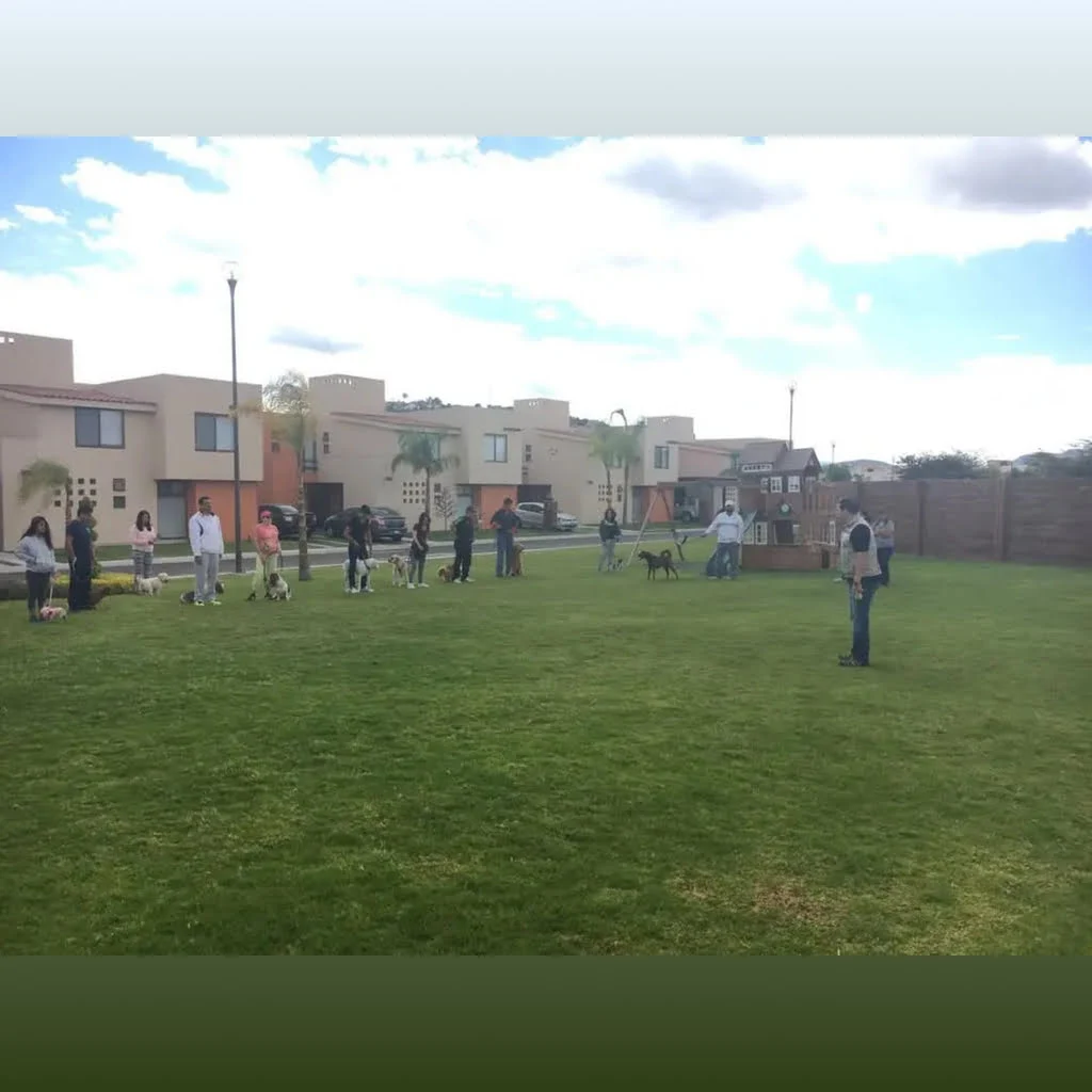 Perro golden retriever enfocado en entrenamiento canino en Querétaro
