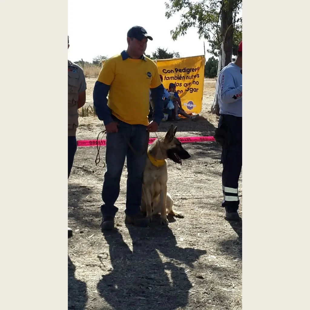 Instructor canino guiando a perro labrador en sesión de entrenamiento