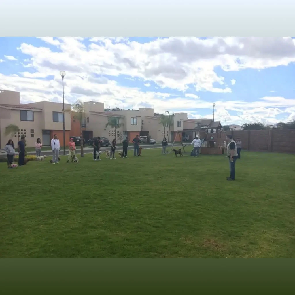Perro aprendiendo trucos durante clase de adiestramiento en Querétaro