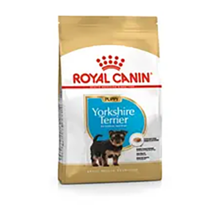 YORKSHIRE PUPPY