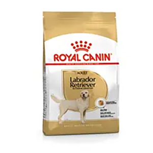 LABRADOR RETRIEVER ADULT