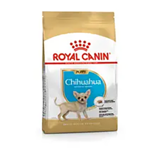 CHIHUAHUA PUPPY