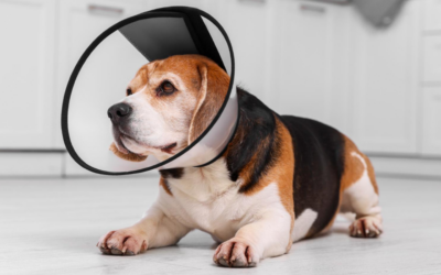 ¿Qué esperar de una consulta veterinaria en casa?