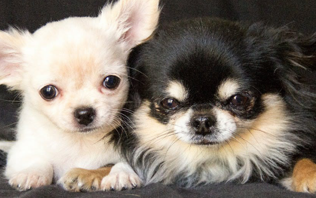 Que debes tener en tu casa para recibir a tu mascota