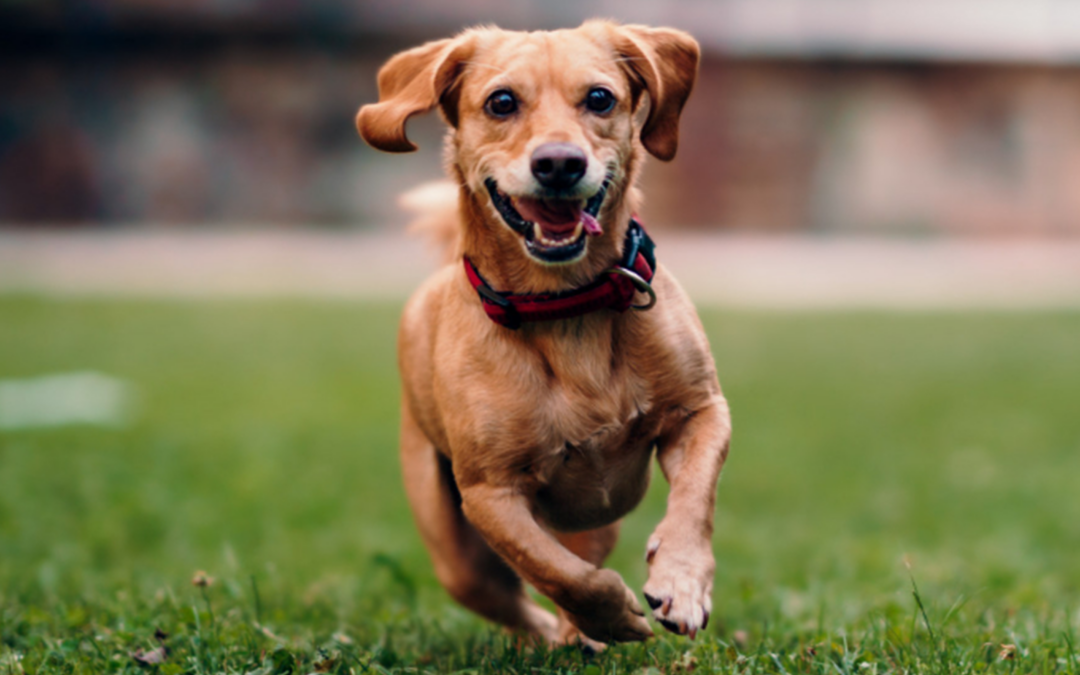 10 cosas que debes considerar antes de adquirir una nueva mascota.